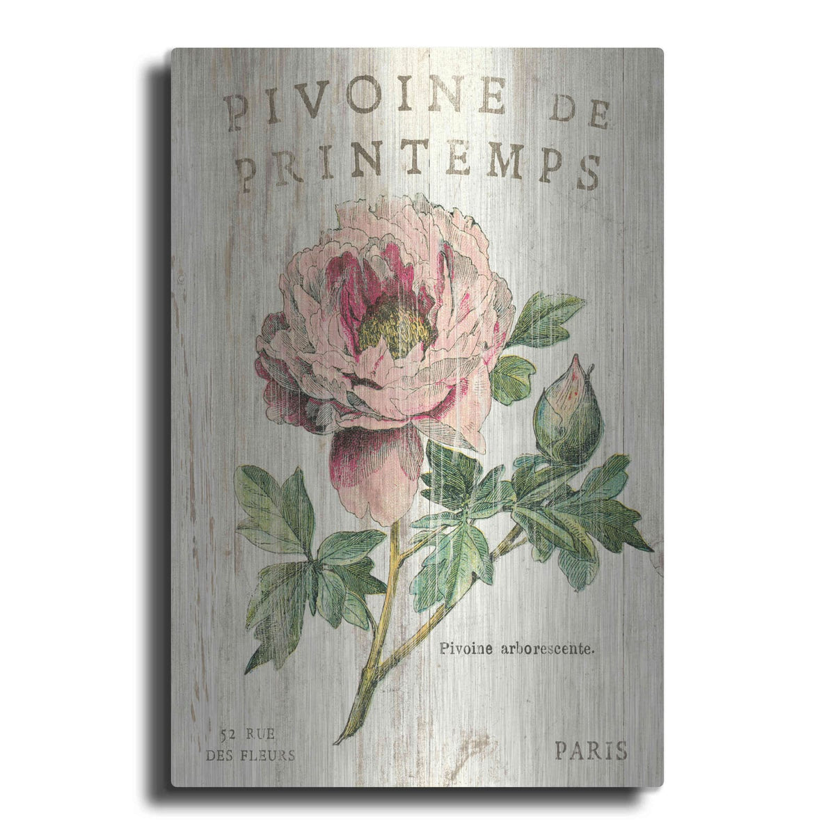 'Pivoine de Printemps' by Sue Schlabach – Metal Wall Art