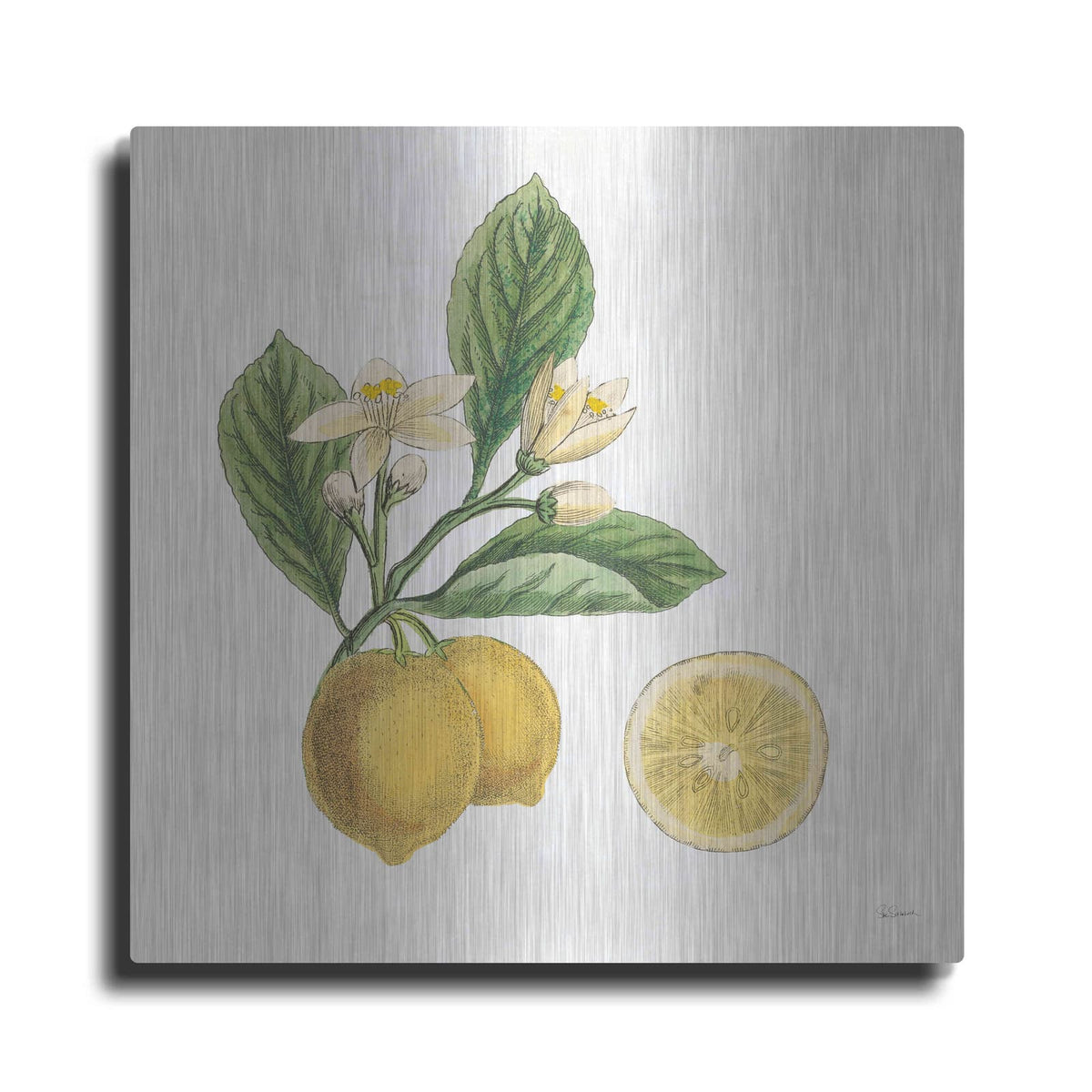 'Classic Citrus I' by Sue Schlabach – Metal Wall Art