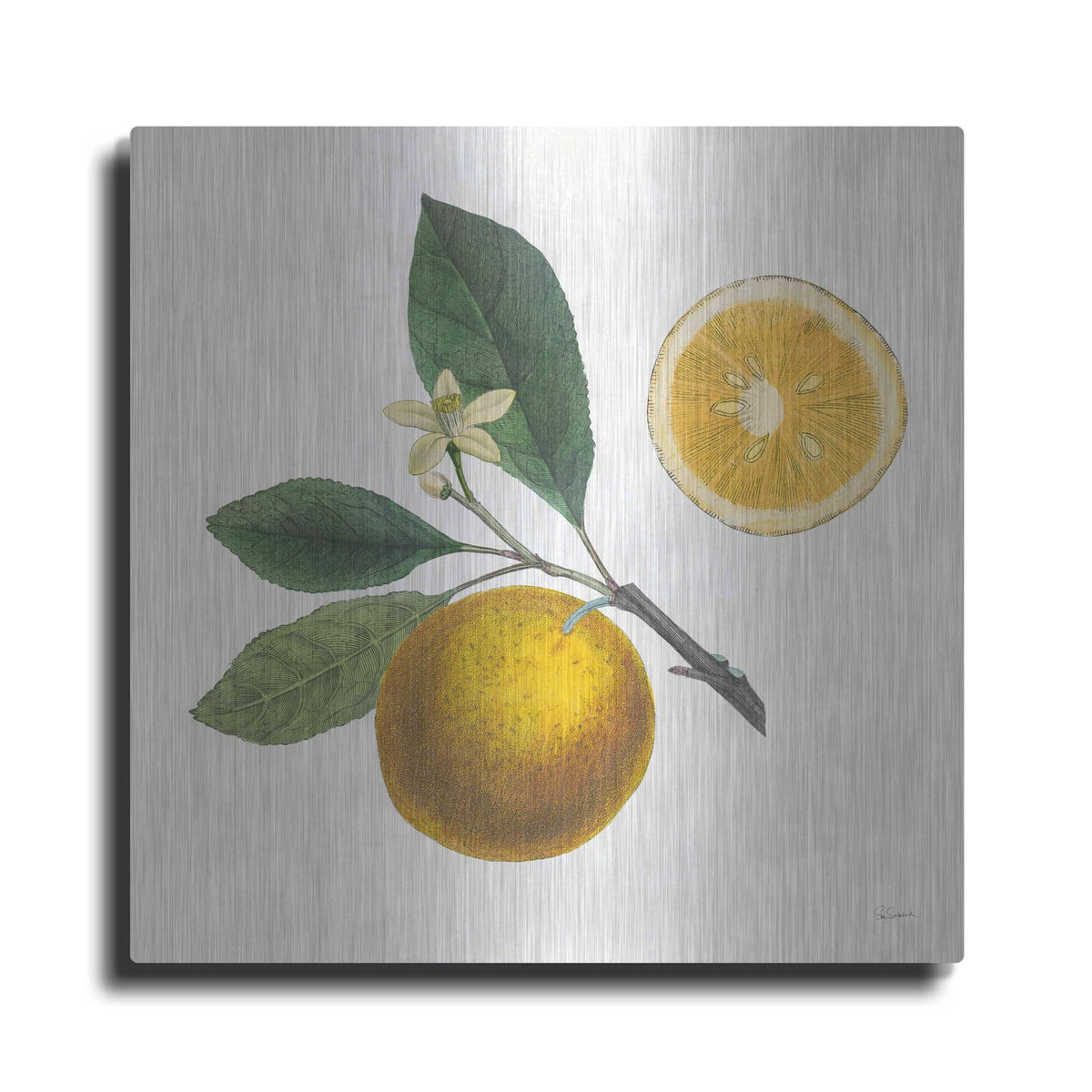 'Classic Citrus II' by Sue Schlabach – Metal Wall Art