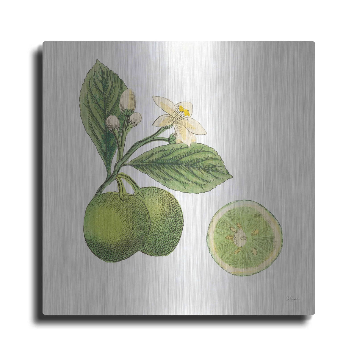 'Classic Citrus III' by Sue Schlabach – Metal Wall Art