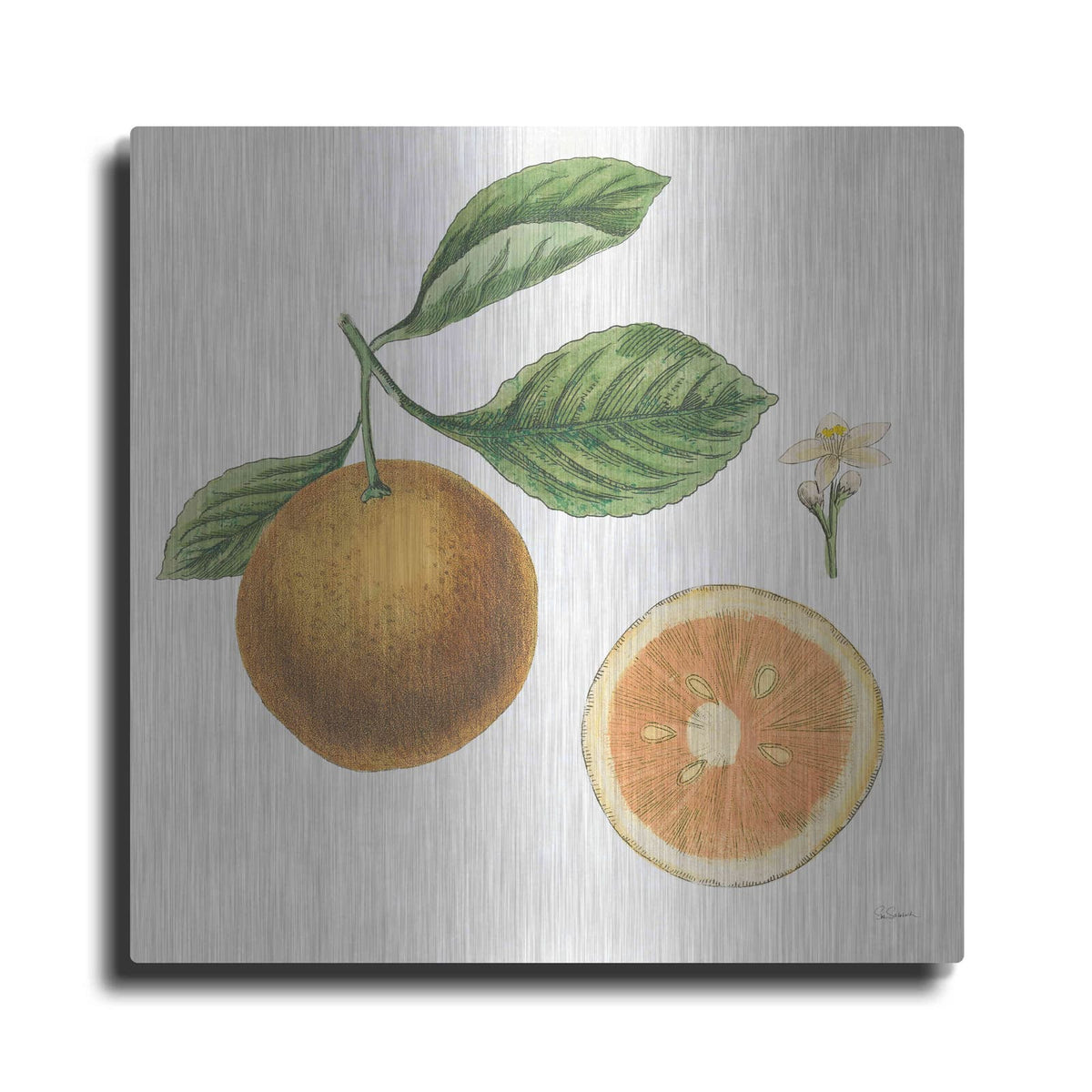 'Classic Citrus IV' by Sue Schlabach – Metal Wall Art