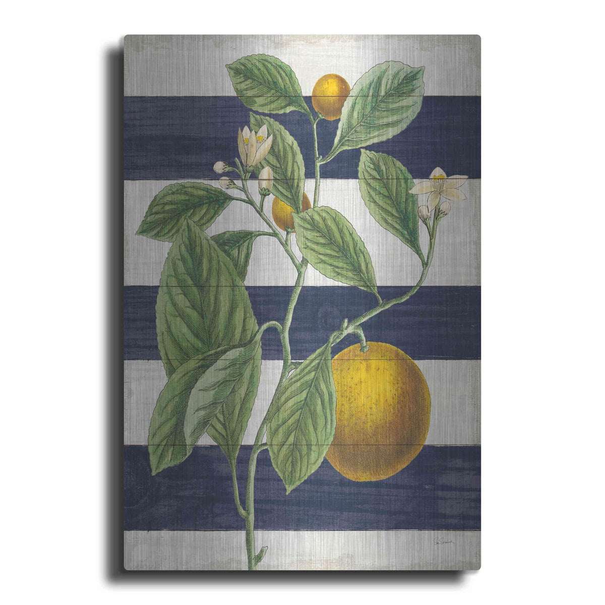 'Classic Citrus VI Navy Shiplap NW' by Sue Schlabach – Metal Wall Art