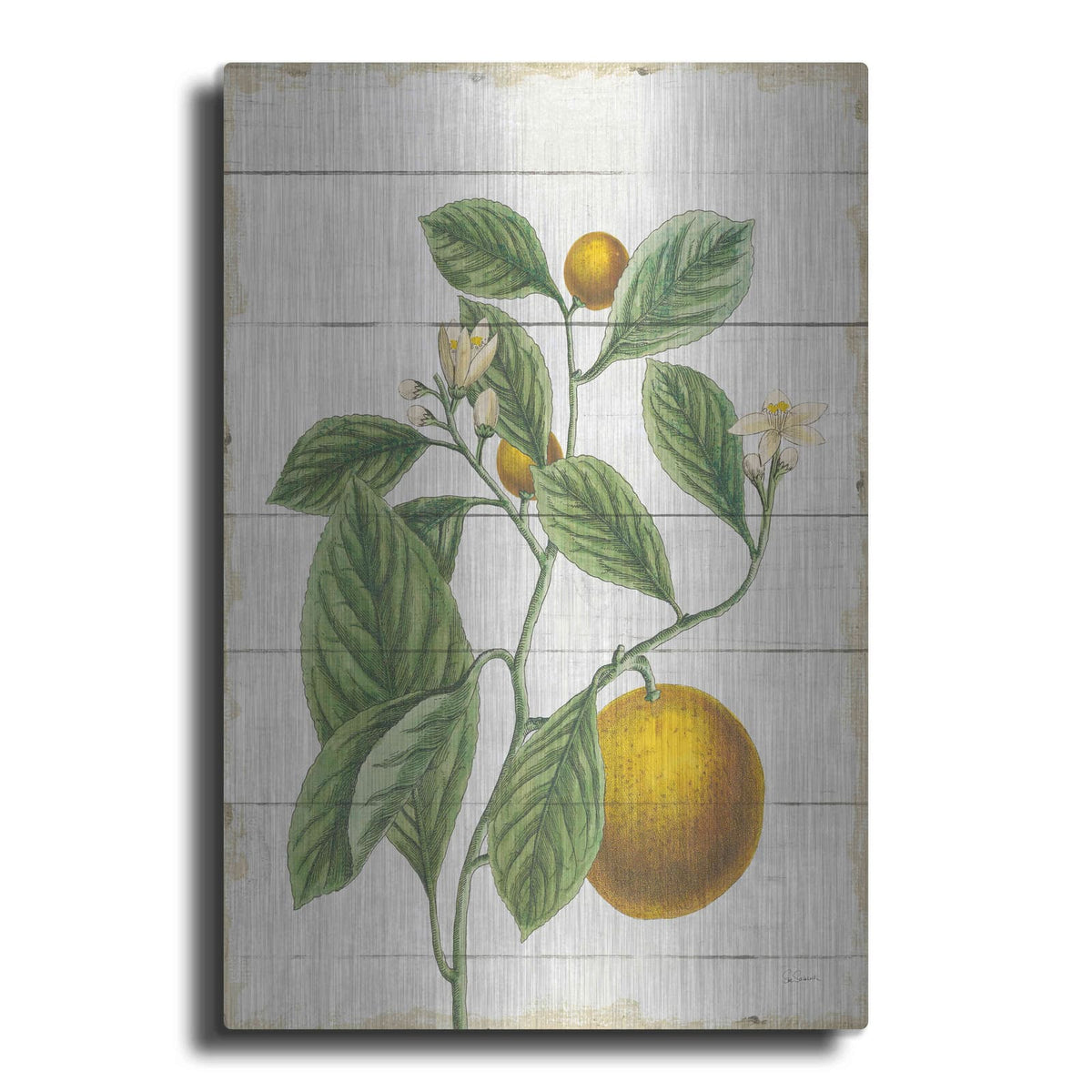 'Classic Citrus VI Shiplap No Words' by Sue Schlabach – Metal Wall Art