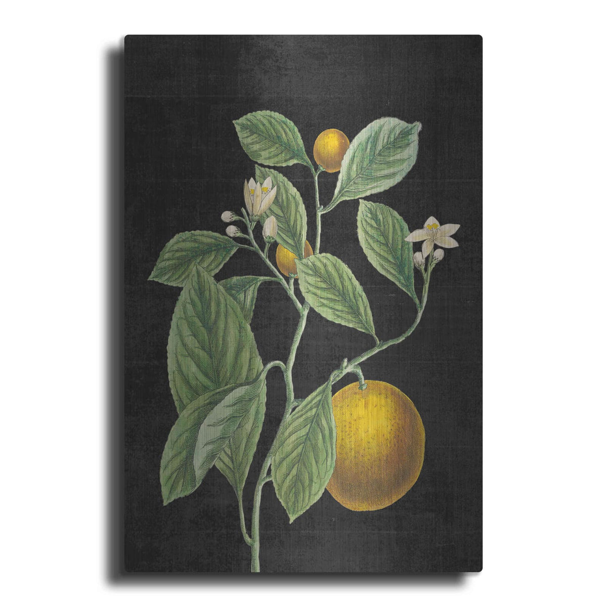 'Classic Citrus VI Black No Words' by Sue Schlabach – Metal Wall Art