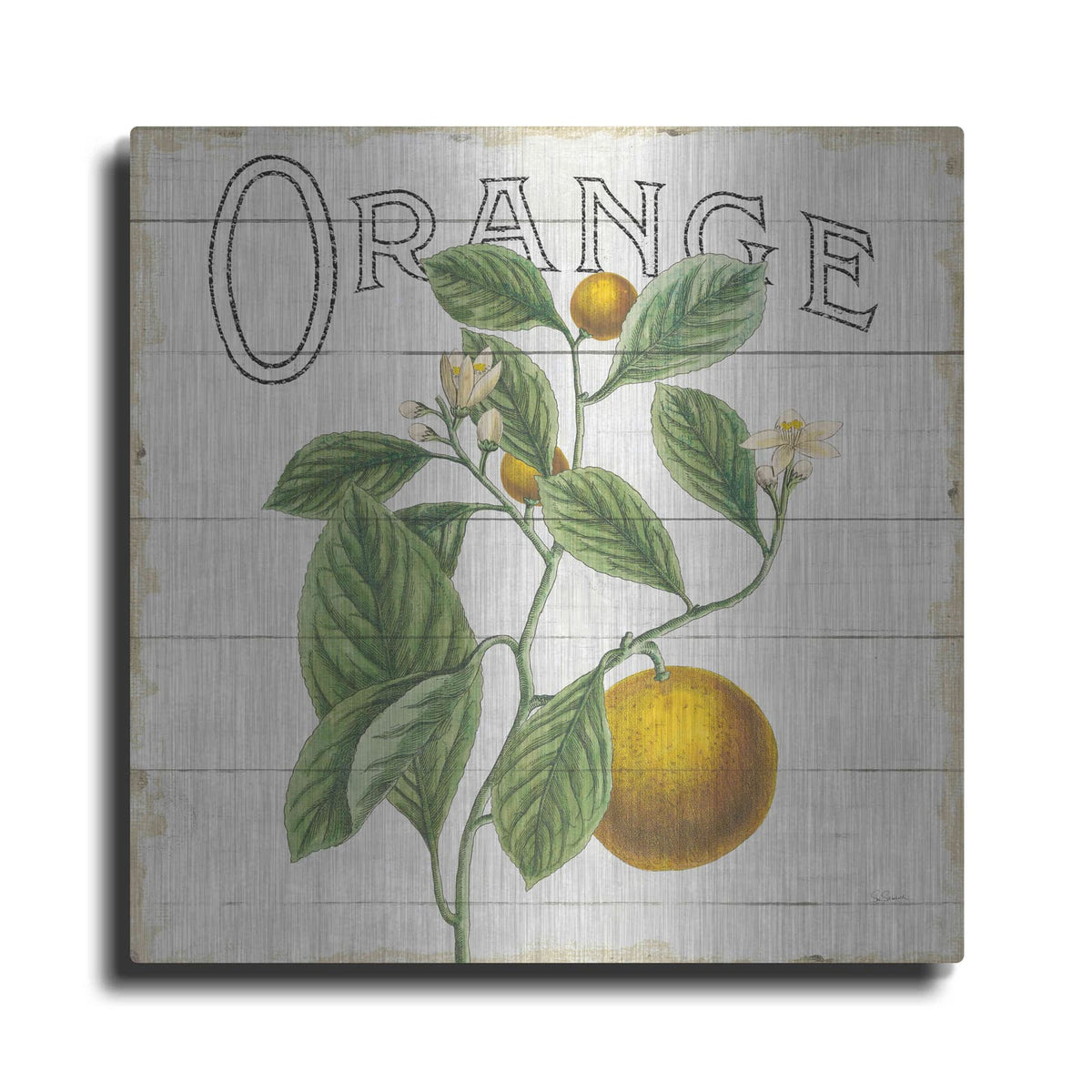 'Classic Citrus VI Shiplap Sq' by Sue Schlabach – Metal Wall Art