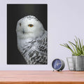 'Snowy Owl' by Luxe Metal Portfolio – Metal Wall Art, 12x16 room view