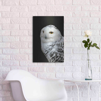 Luxe Metal Art 'Snowy Owl' by Luxe Portfolio, Metal Wall Art,16x24