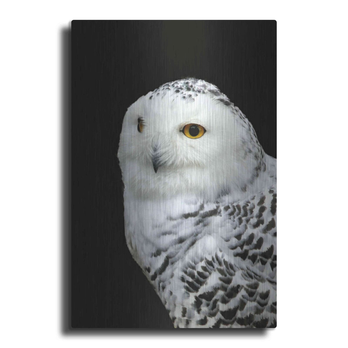 'Snowy Owl' by Luxe Metal Portfolio – Metal Wall Art