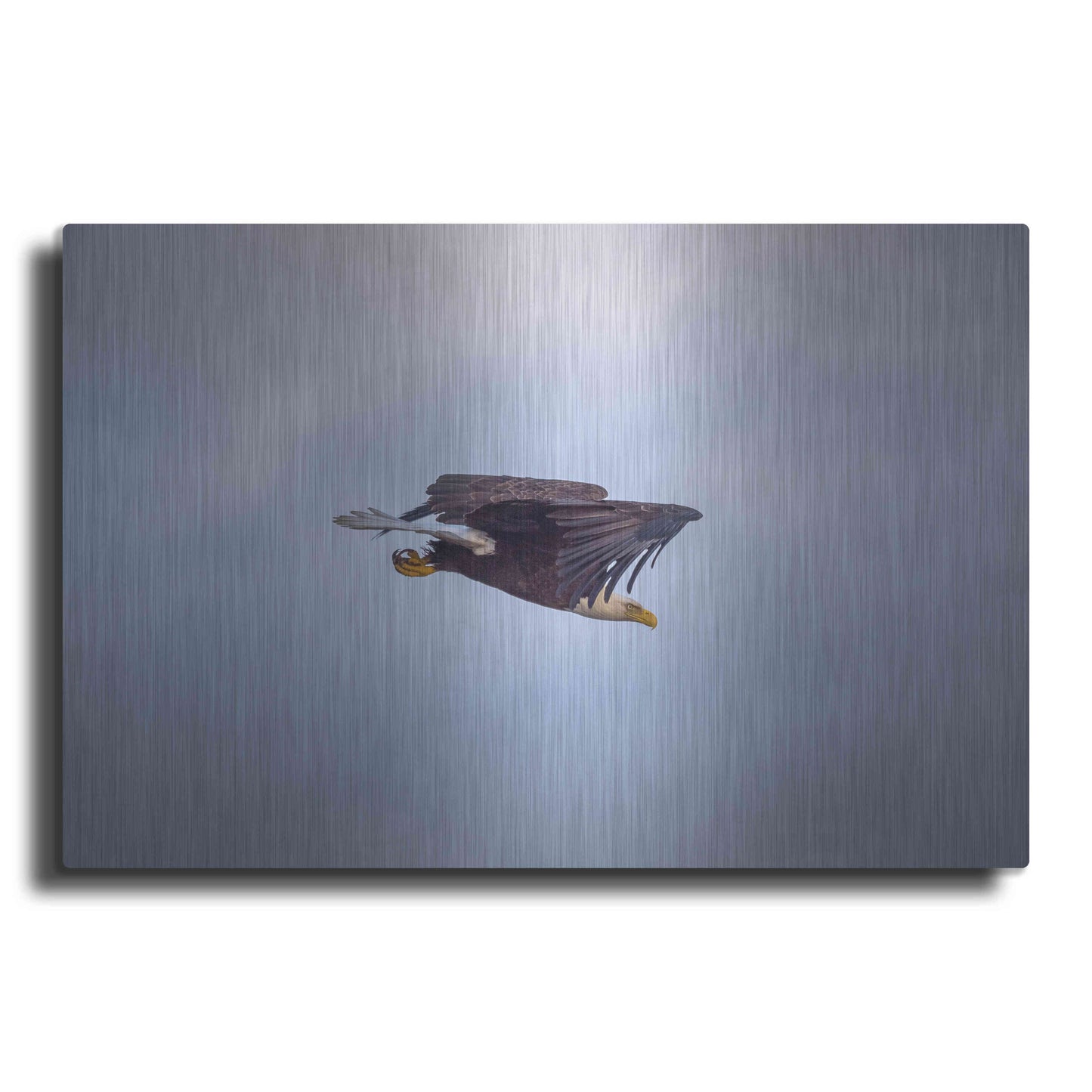 Luxe Metal Art 'Bald Eagle Soas' by Epic Portfolio, Metal Wall Art