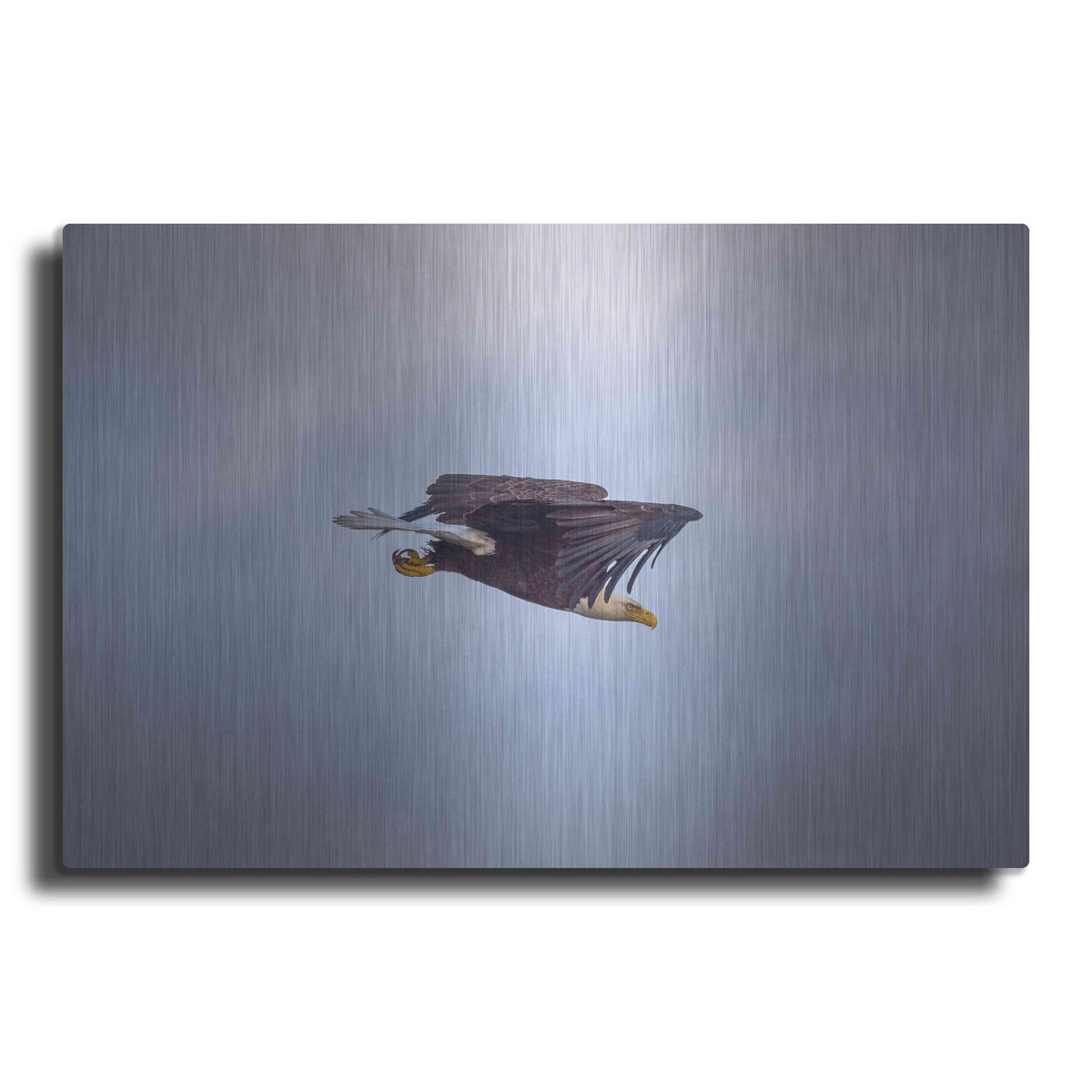 Luxe Metal Art 'Bald Eagle Soas' by Epic Portfolio, Metal Wall Art