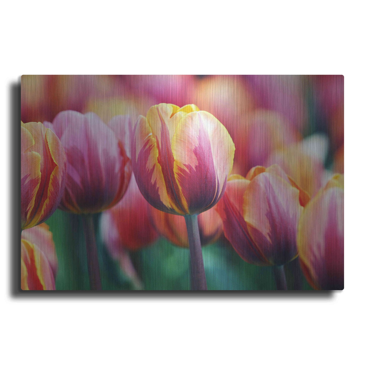 Luxe Metal Art 'Big Love Tulips' by Clive Branson, Metal Wall Art