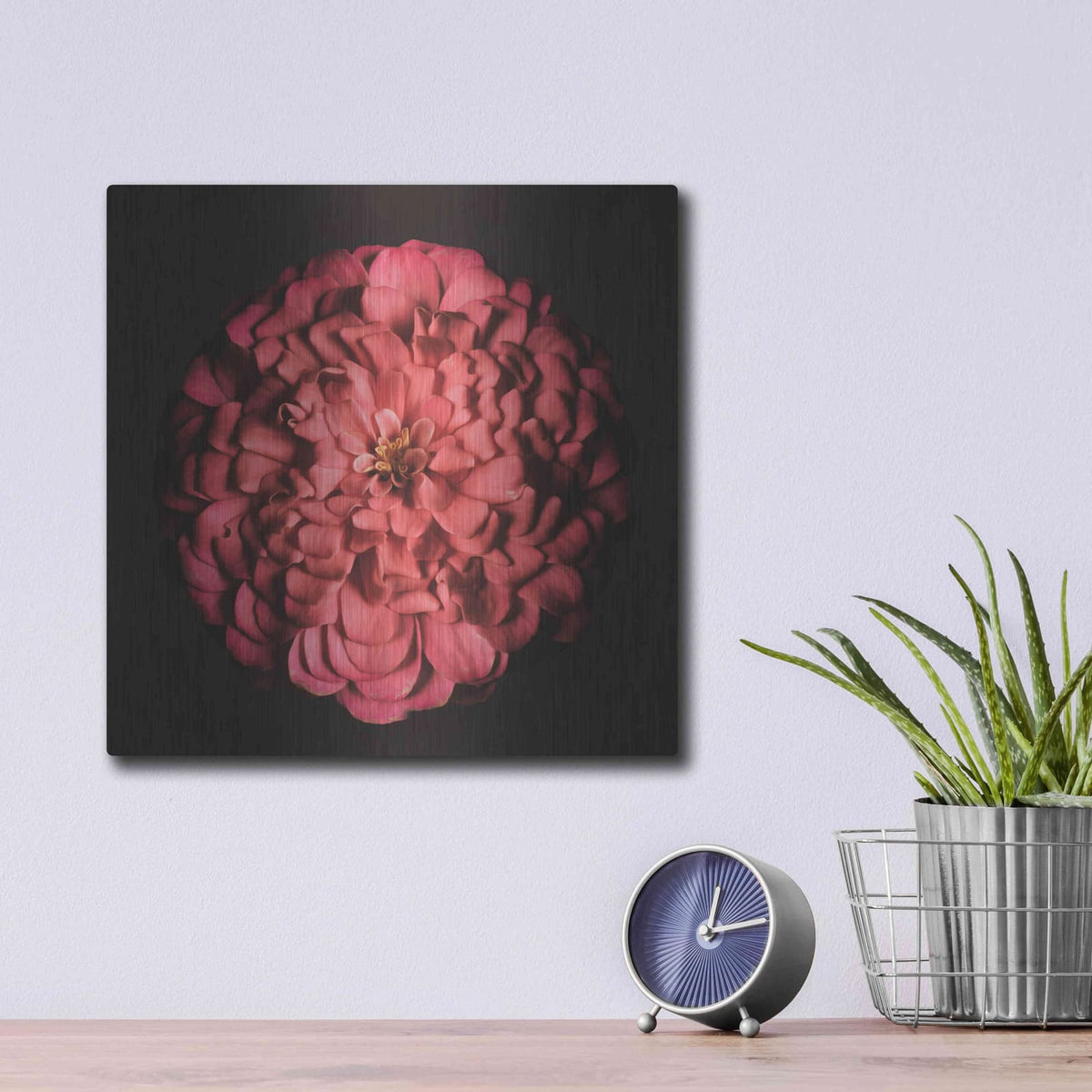 'Portrait of a Zinnia' by Leah McLean – Metal Wall Art, 12x12 room view