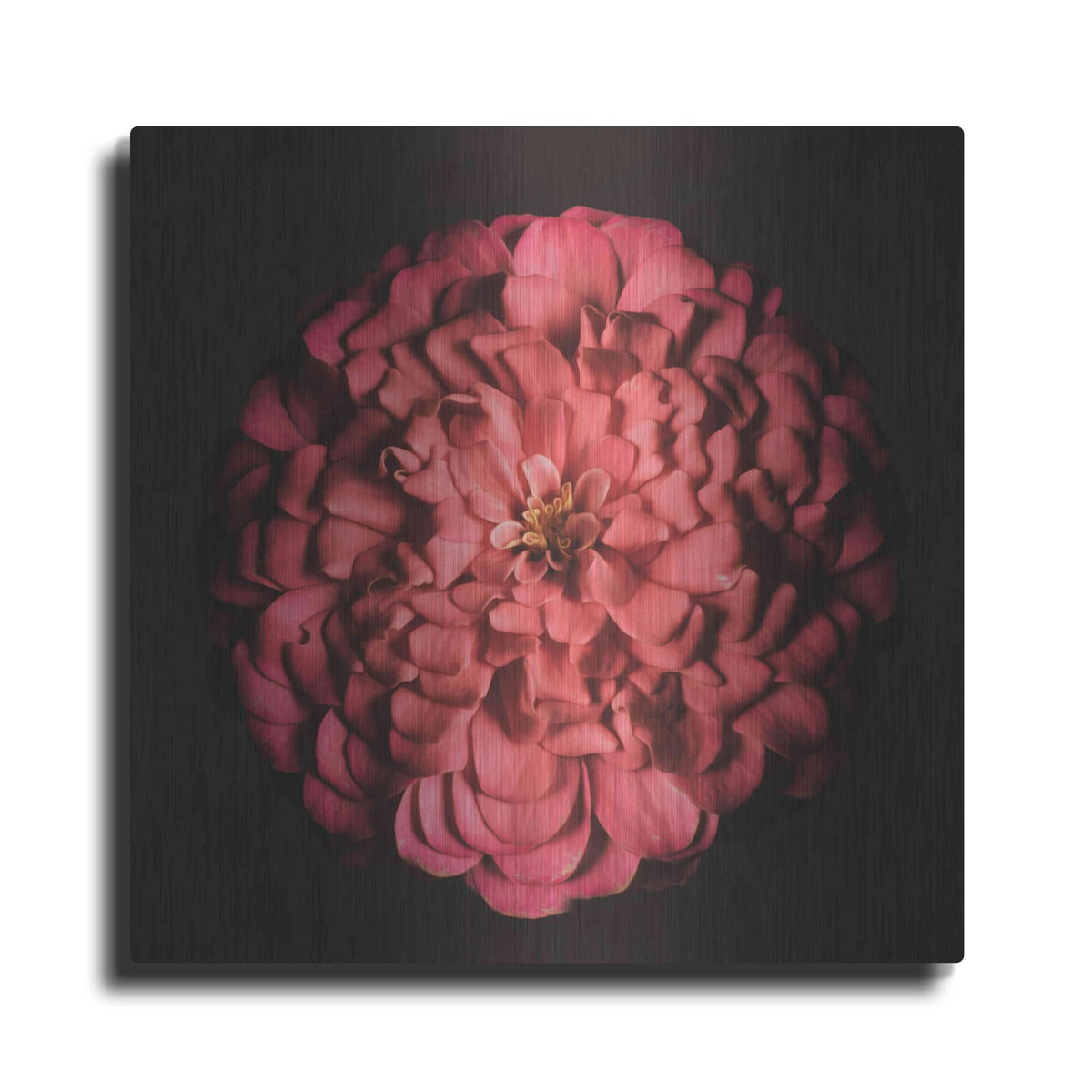 'Portrait of a Zinnia' by Leah McLean – Metal Wall Art