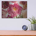 'Peony on White' by Leah McLean – Metal Wall Art, 16x12 room view