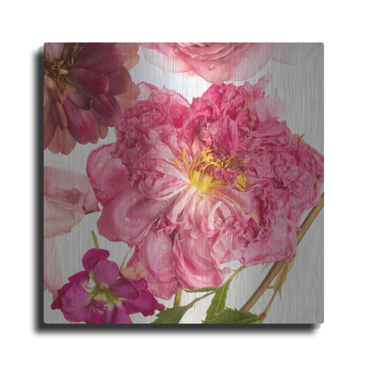 'Peony Dream on White' by Leah McLean – Metal Wall Art
