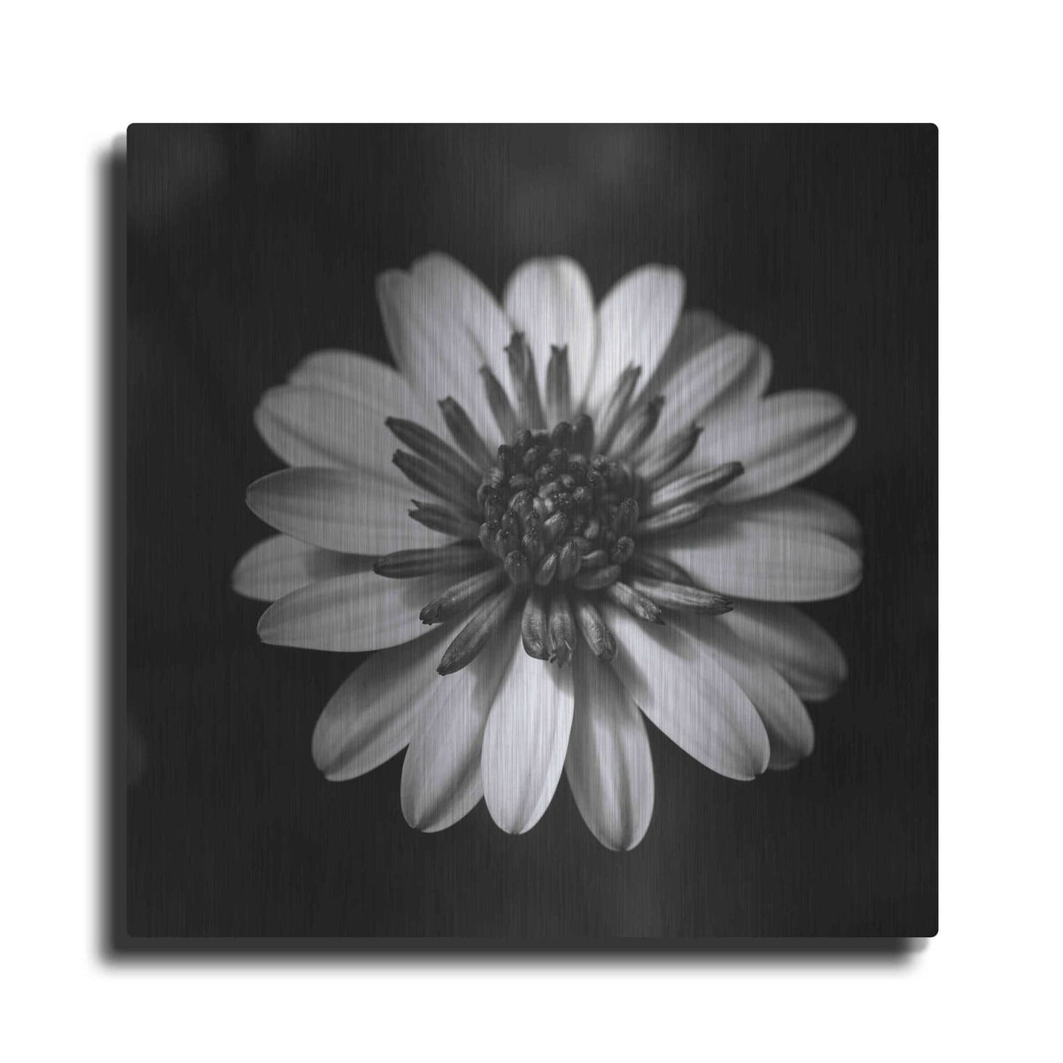 'Sunny Bloom Monochrome' by Leah McLean – Metal Wall Art