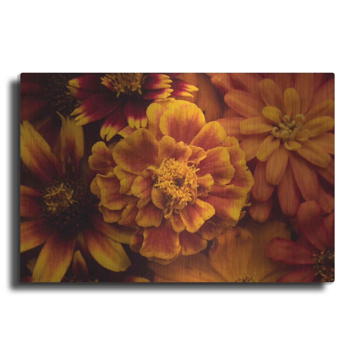 'Marigold Petals' by Leah McLean – Metal Wall Art