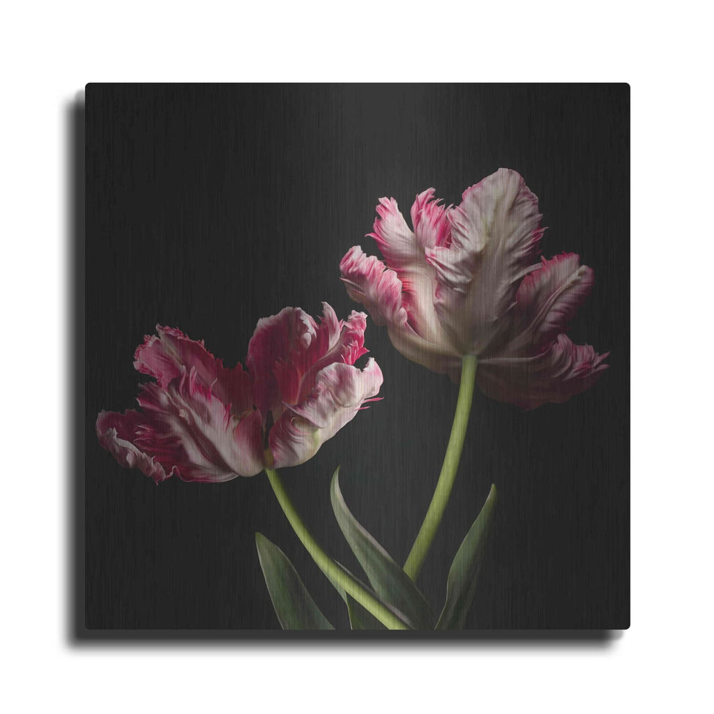 'Open Bloomed Tulips' by Leah McLean – Metal Wall Art