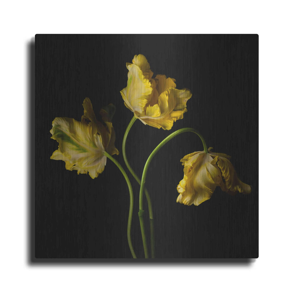 'Yellow Parrot Trio' by Leah McLean – Metal Wall Art