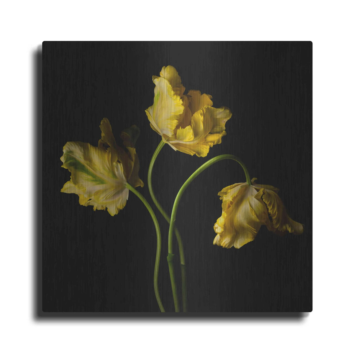 'Yellow Parrot Trio' by Leah McLean – Metal Wall Art