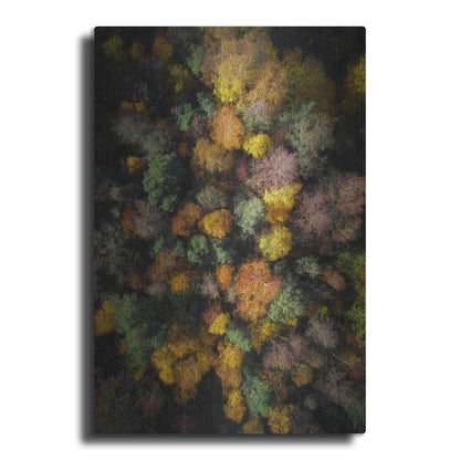 Luxe Metal Art 'Autumn Forest - Aerial Photography' by Nicklas Gustafsson, Metal Wall Art