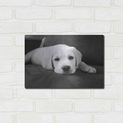 Luxe Metal Art 'Finn' by Kim Levin, Metal Wall Art,16x12