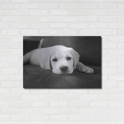 Luxe Metal Art 'Finn' by Kim Levin, Metal Wall Art,36x24