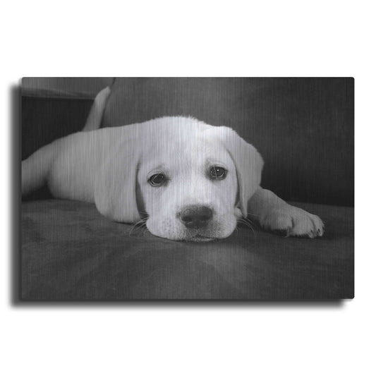 Luxe Metal Art 'Finn' by Kim Levin, Metal Wall Art