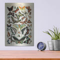 'Papillons 1' by Susan Ball – Metal Wall Art, 12x16 room view