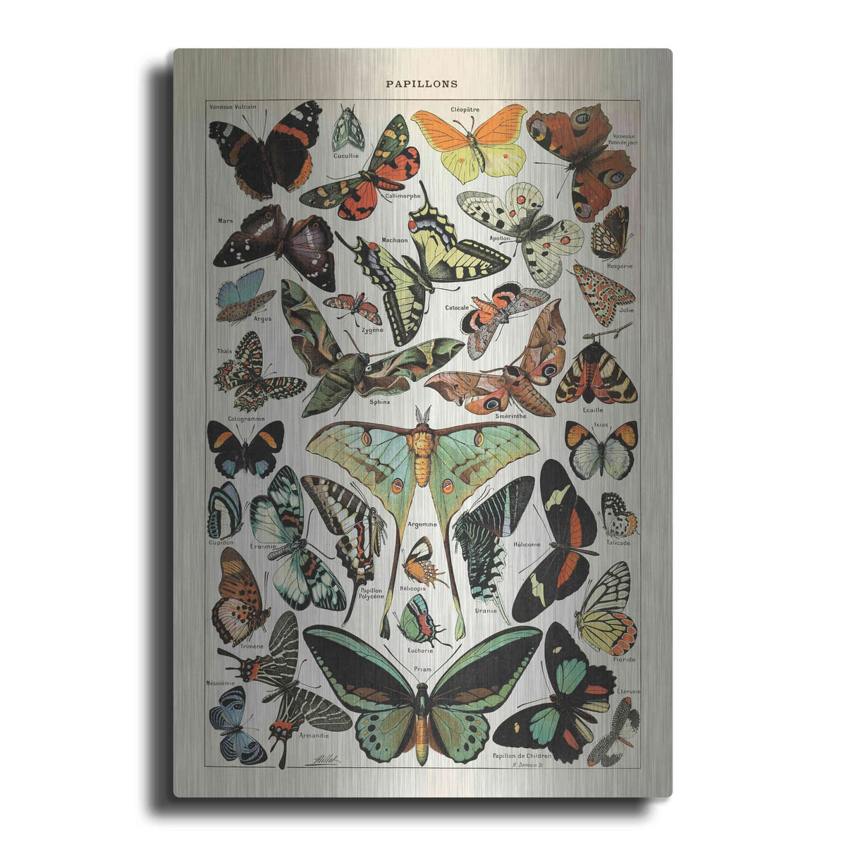 'Papillons 1' by Susan Ball – Metal Wall Art