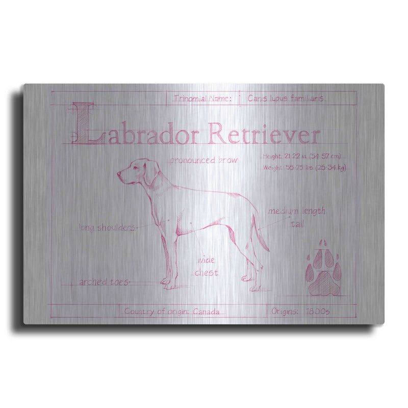 'Blueprint Labrador Retriever in Pink' by Ethan Harper – Metal Wall Art