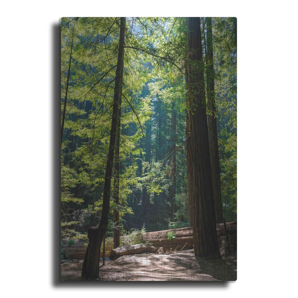'Trees 3' by Luxe Portfolio – Metal Wall Art