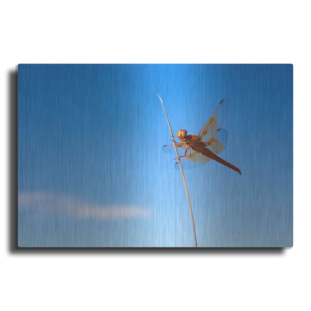 'Utah - Insect' by Luxe Portfolio – Metal Wall Art