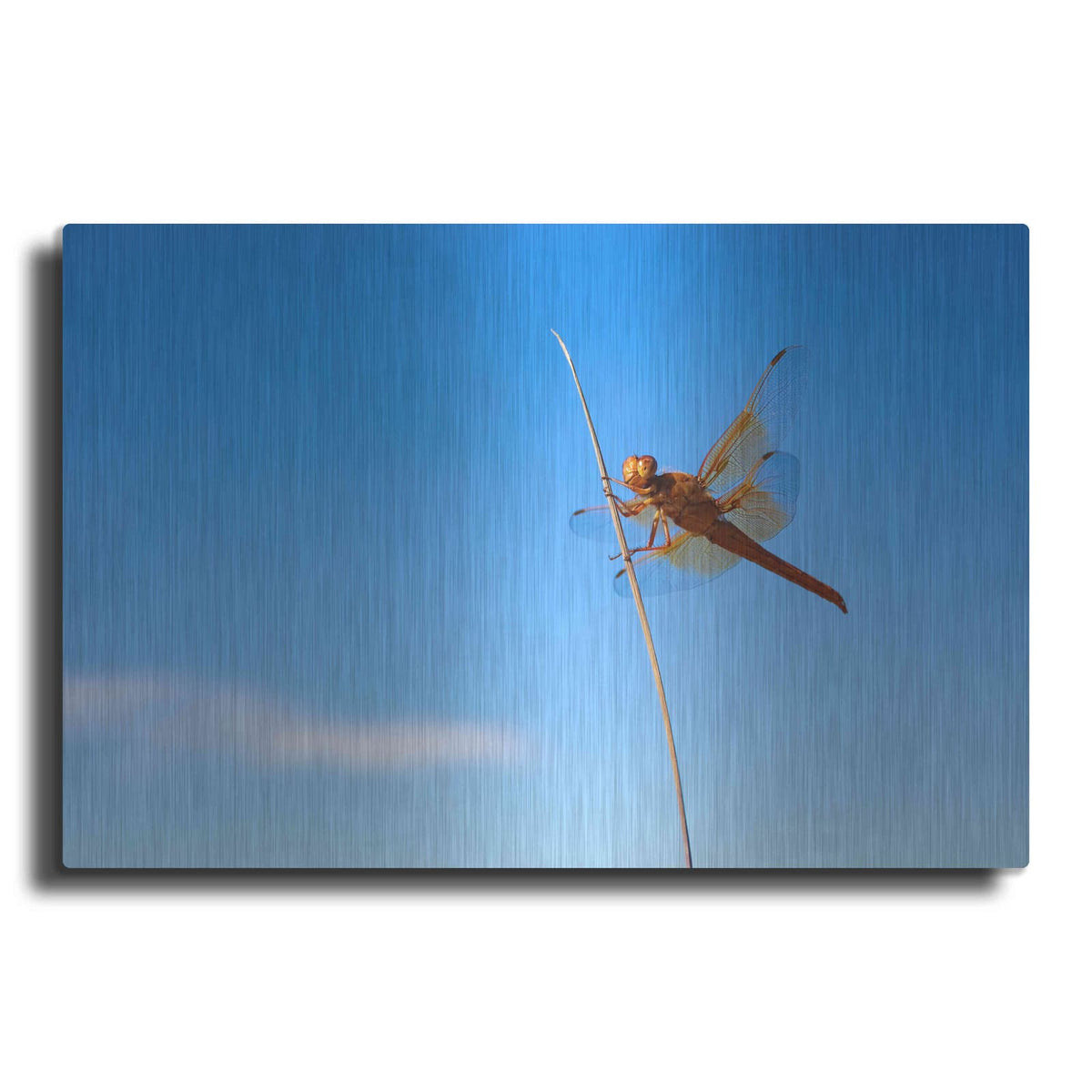'Utah - Insect' by Luxe Portfolio – Metal Wall Art