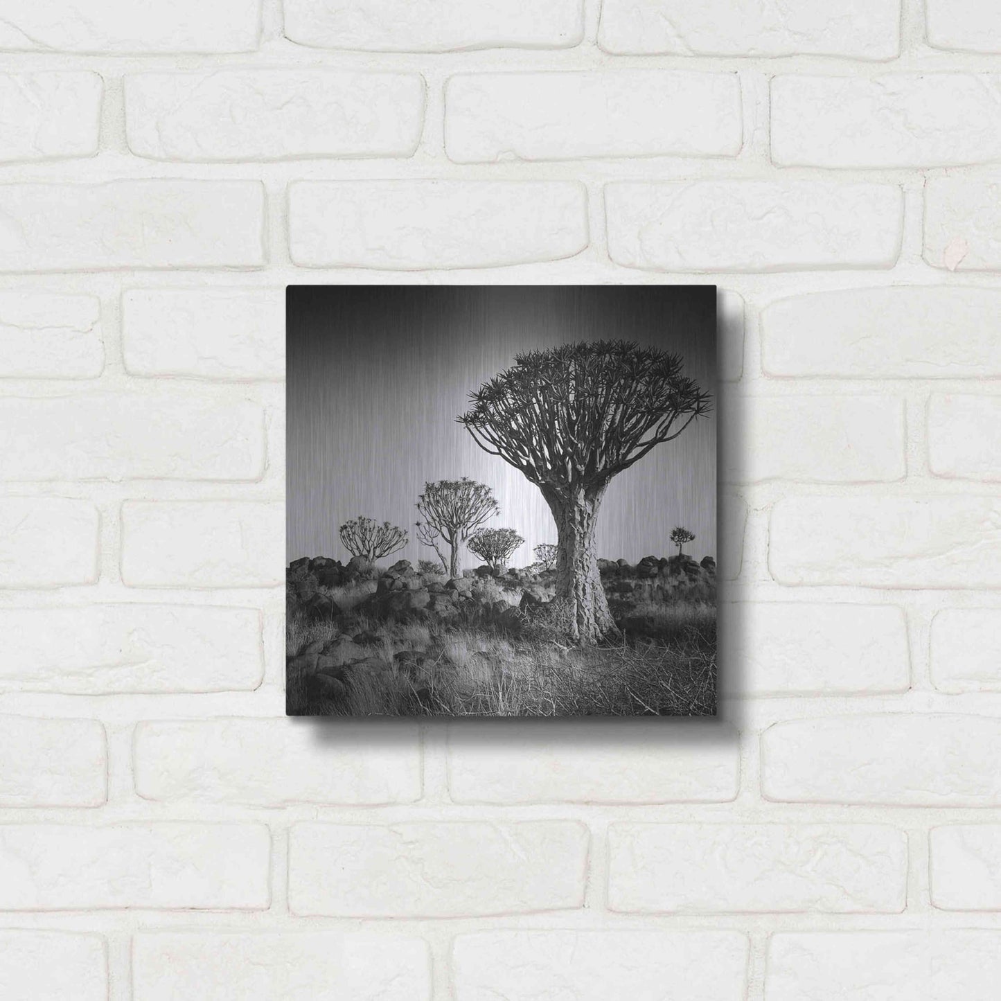 Luxe Metal Art 'Namibia Quiver Trees' by Nina Papiorek, Metal Wall Art,12x12