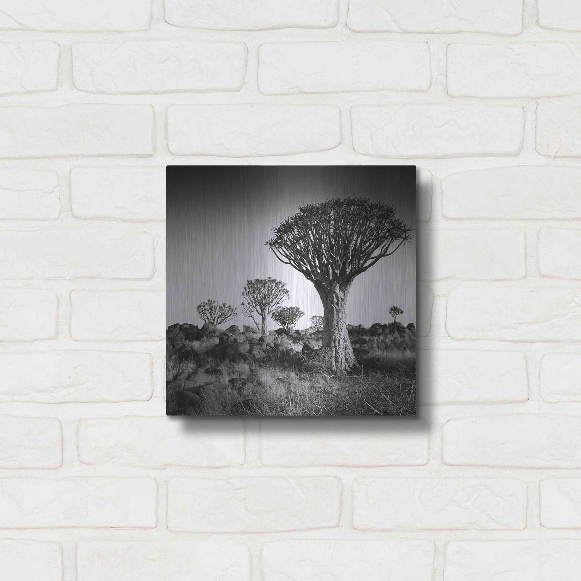 Luxe Metal Art 'Namibia Quiver Trees' by Nina Papiorek, Metal Wall Art,12x12