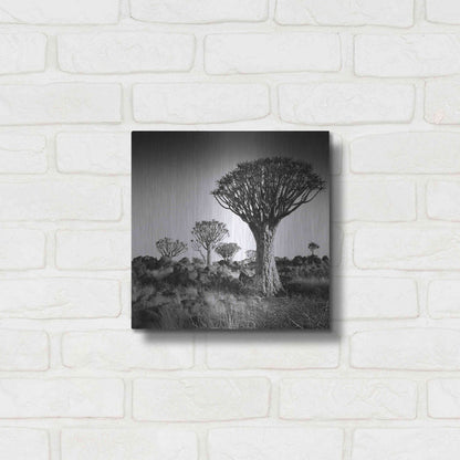 Luxe Metal Art 'Namibia Quiver Trees' by Nina Papiorek, Metal Wall Art,12x12