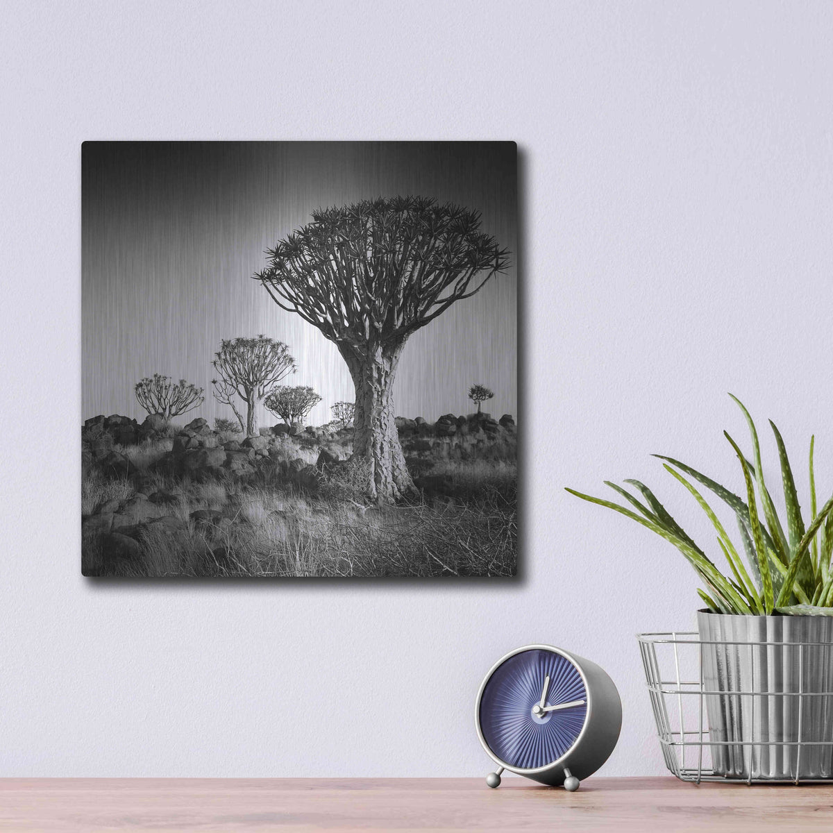 Luxe Metal Art 'Namibia Quiver Trees' by Nina Papiorek, Metal Wall Art,12x12