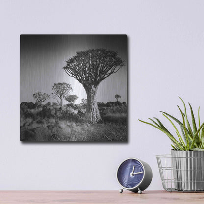 Luxe Metal Art 'Namibia Quiver Trees' by Nina Papiorek, Metal Wall Art,12x12