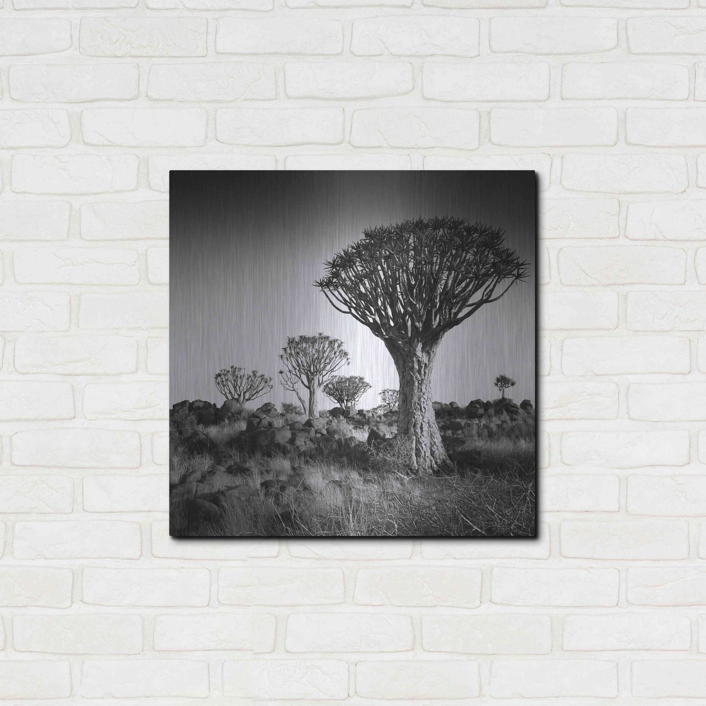 Luxe Metal Art 'Namibia Quiver Trees' by Nina Papiorek, Metal Wall Art,24x24