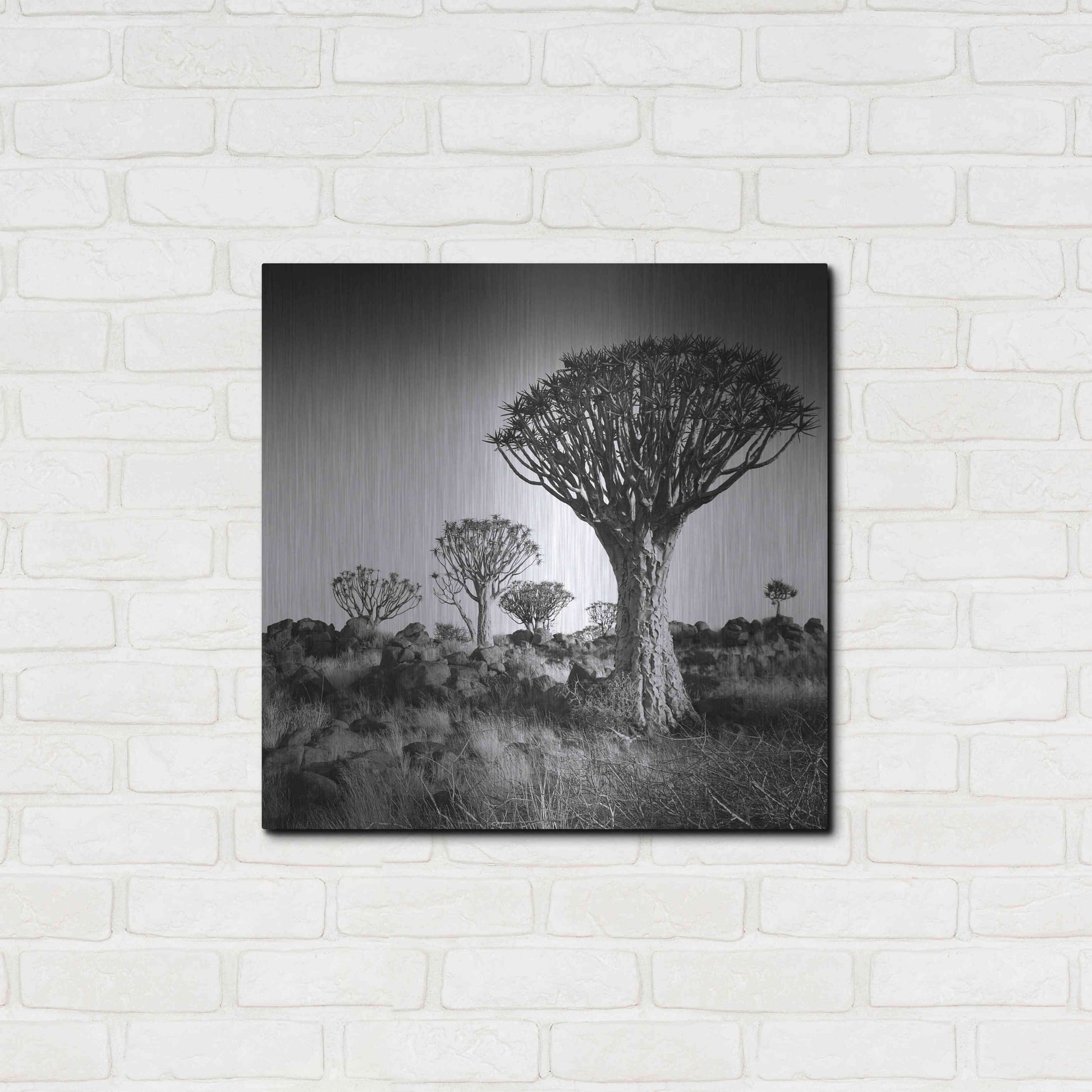 Luxe Metal Art 'Namibia Quiver Trees' by Nina Papiorek, Metal Wall Art,24x24