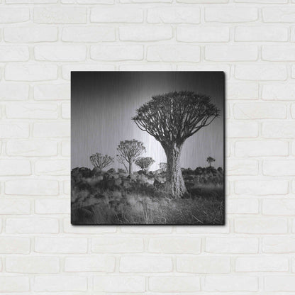 Luxe Metal Art 'Namibia Quiver Trees' by Nina Papiorek, Metal Wall Art,24x24