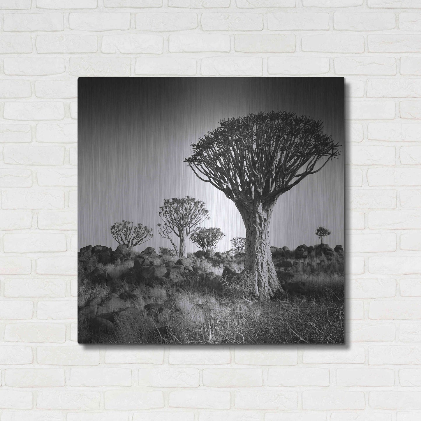 Luxe Metal Art 'Namibia Quiver Trees' by Nina Papiorek, Metal Wall Art,36x36