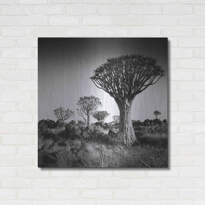 Luxe Metal Art 'Namibia Quiver Trees' by Nina Papiorek, Metal Wall Art,36x36