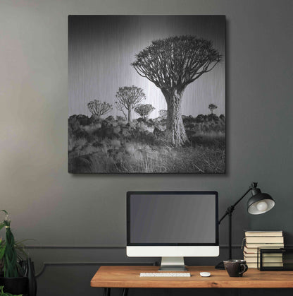 Luxe Metal Art 'Namibia Quiver Trees' by Nina Papiorek, Metal Wall Art,36x36