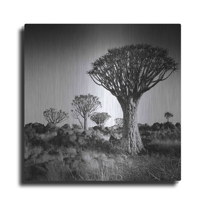 Luxe Metal Art 'Namibia Quiver Trees' by Nina Papiorek, Metal Wall Art