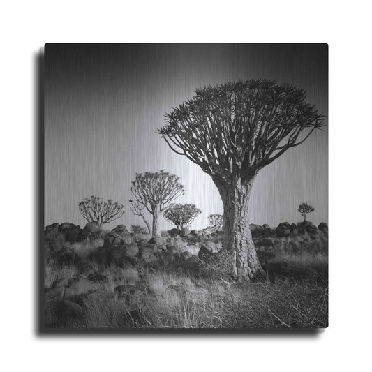 Luxe Metal Art 'Namibia Quiver Trees' by Nina Papiorek, Metal Wall Art