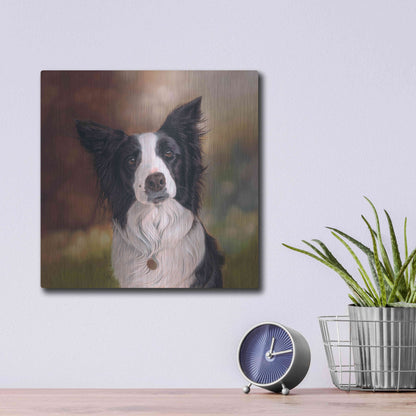 Luxe Metal Art 'Collie Perdy' by Karie-Ann Cooper, Metal Wall Art,12x12