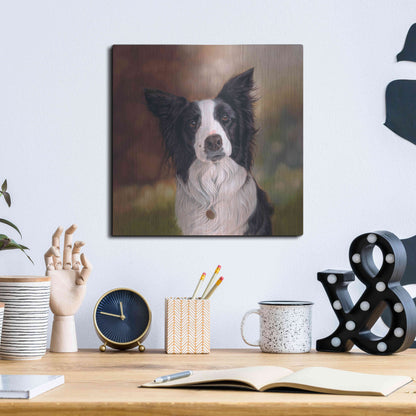 Luxe Metal Art 'Collie Perdy' by Karie-Ann Cooper, Metal Wall Art,12x12