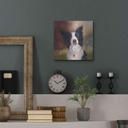 Luxe Metal Art 'Collie Perdy' by Karie-Ann Cooper, Metal Wall Art,12x12